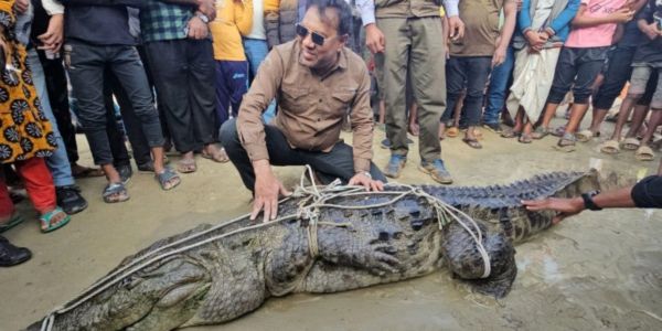 ভারী দেখে ভেবেছিলেন বাঘাইড় মাছ, জালে উঠে এল ১০ ফুট লম্বা কুমির