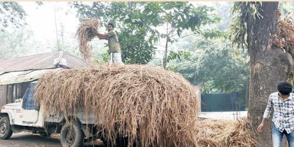 ফরিদগঞ্জে গো-খাদ্যের তীব্র সঙ্কট
