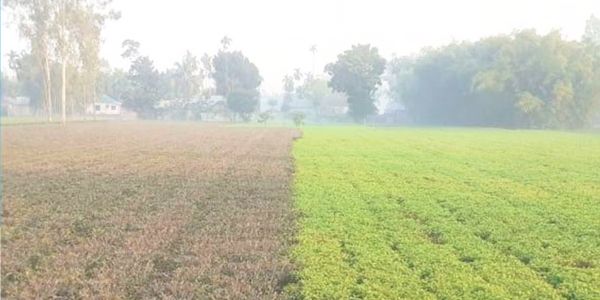 কৃষিতে শৈত্যপ্রবাহের প্রভাব কতটা ভয়াবহ?