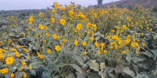 যমুনার তীরে সাথী ফসলের চাষে কৃষকের আশার আলো