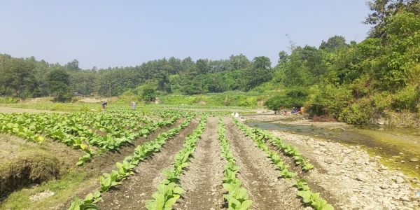 তামাক চাষে আলীকদমের পরিবেশ বিপর্যয়