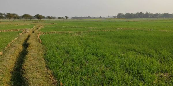 বরেন্দ্র অঞ্চলে পানির সংকট: ইরি ধান চাষে নিরুৎসাহ