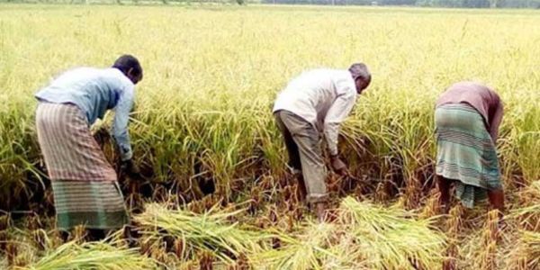 শ্রমিক সংকটের পাশাপাশি বেড়েছে মজুরি 