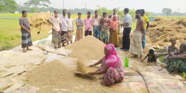 উন্নত জাতের ধান চাষে সর্বস্বান্ত কৃষক