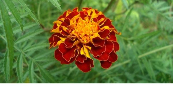 বীজ থেকে গাঁদা ফুল রোপণ করবেন যেভাবে