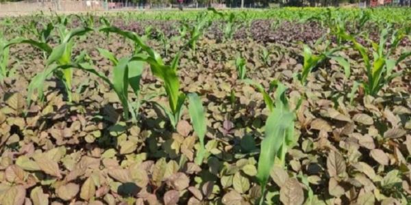 একই জমিতে ভূট্টা ও শাক চাষে বাড়বে আয় 