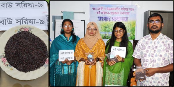 হেক্টর প্রতি দুই টন ফলন দিবে ‘বাউ সরিষা-৯’