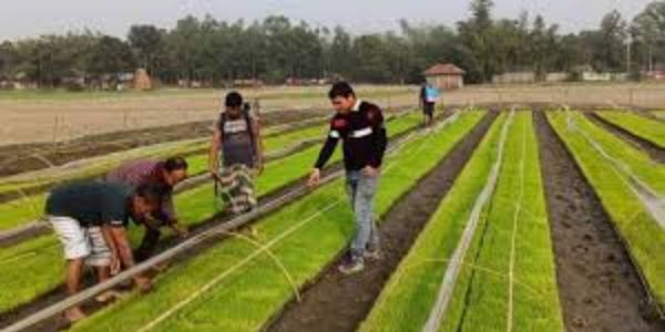 সৈয়দপুরে সমলয় পদ্ধতিতে ধান চাষ শুরু