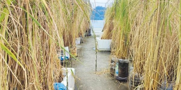 ছাদে প্লাস্টিকের বোতলে ধানচাষে বিস্ময়কর সাফল্য নাফিসার