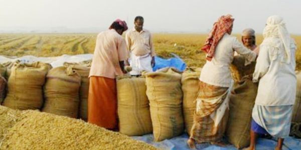 সরকারি পর্যায়ে ধান চাল ক্রয়ে ধীরগতি