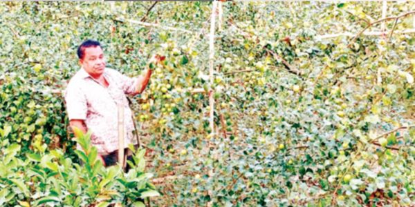 ব্যবসা ছেড়ে বরই চাষ আজম এখন লাখোপতি