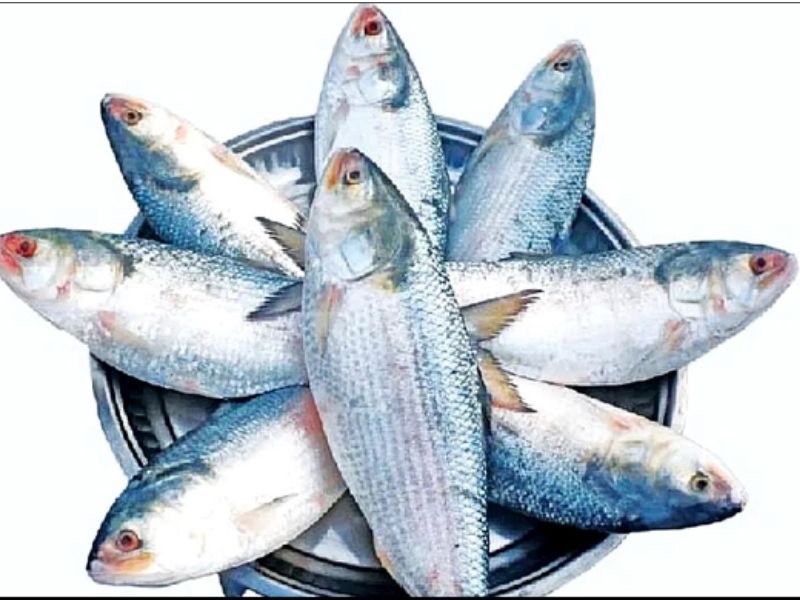 ৬০০ টাকায় ইলিশ বিক্রি করবে সরকার