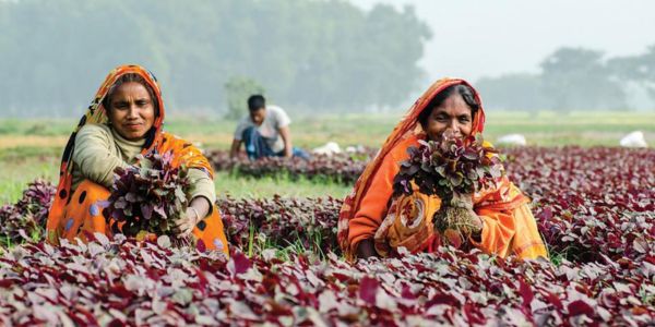 কৃষিতে নারীশ্রম, ফসলে চওড়া হাসি