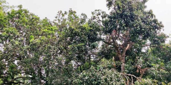 তীব্র তাপদাহে ঝরছে আম-লিচুর গুটি