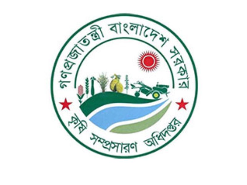 হাওরে ৮০ শতাংশ পরিপক্ব হলে ধান কাটার পরামর্শ