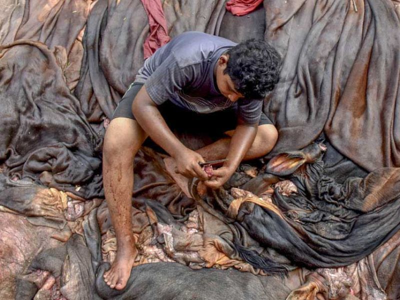 এবার চামড়ার দাম নিশ্চিতে বিশেষ তৎপরতা থাকবে: মৎস্য ও প্রাণিসম্পদ উপদেষ্টা