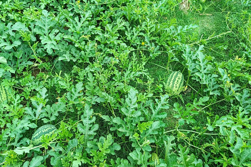 যেদিকে চোখ যায়, কেবল তরমুজ আর তরমুজ
