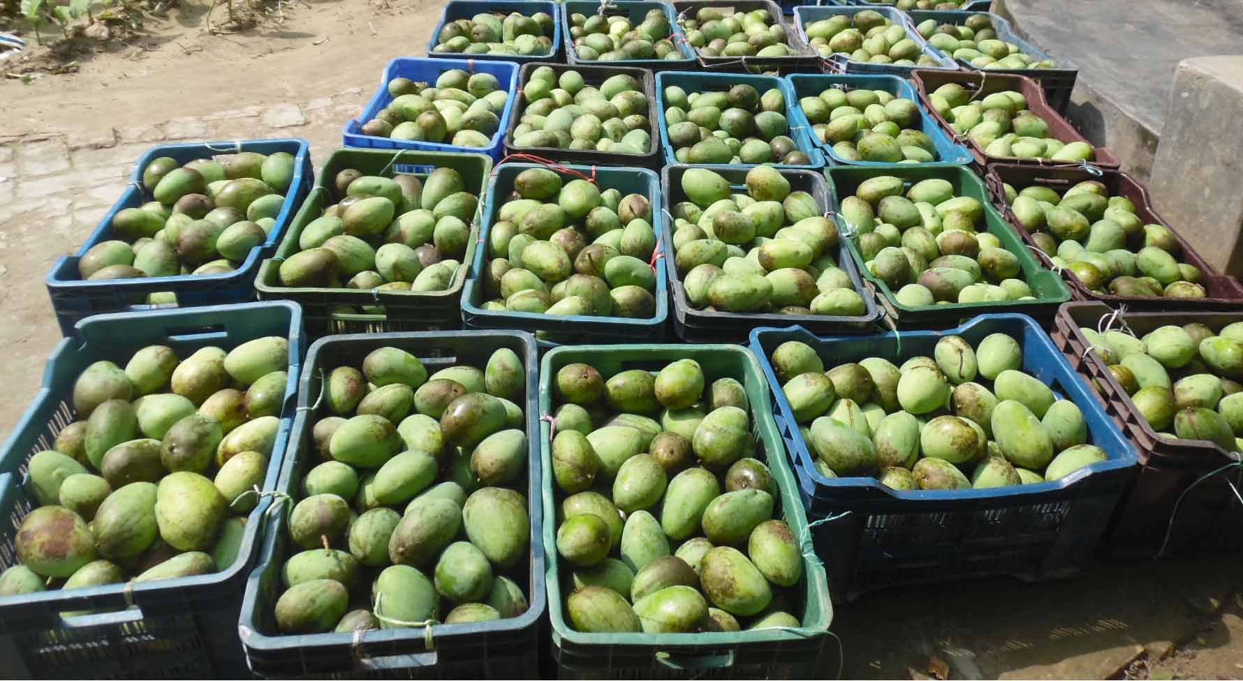 বিদেশে গেল না বাঘার আম, ব্যবসায়ীরা হতাশ