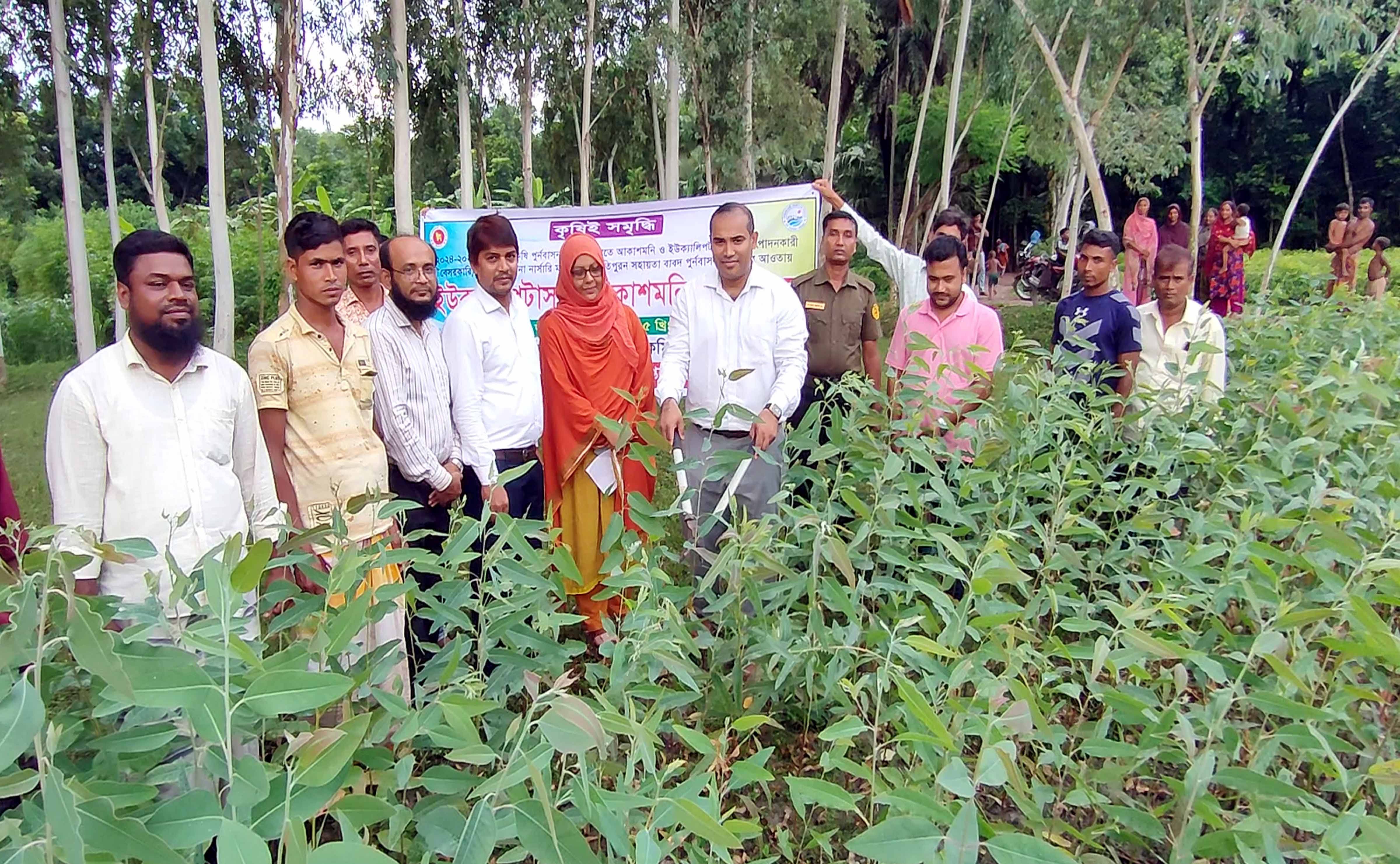 রাণীনগরে ইউক্যালিপটাস-আকাশমনি চারা ধ্বংস