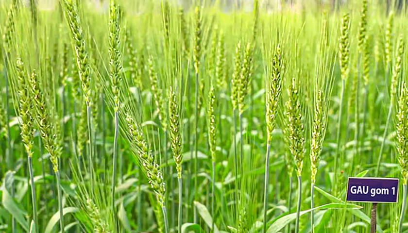 লবণসহিষ্ণু গমের নতুন জাত উদ্ভাবন