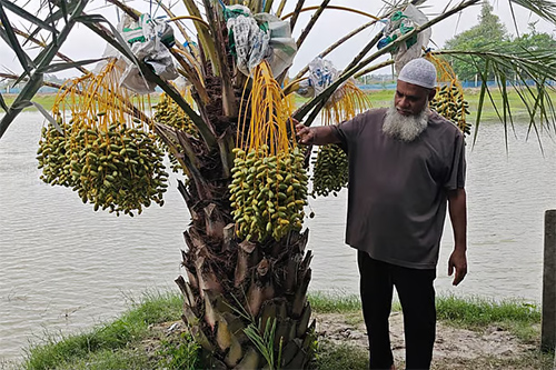 সিরাজুলের বাগানে ঝুলছে থোকায় থোকায় সৌদি খেজুর