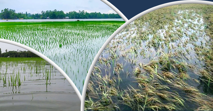 বন্যার পরে কৃষকদের করণীয়