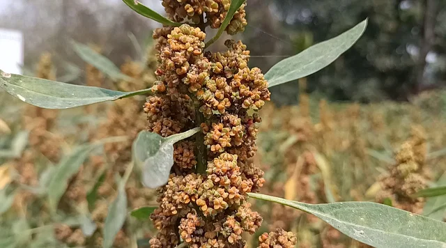 লালমনিরহাটে ‘সুপারফুড’ কিনোয়া আবাদে সাফল্য, বাজার নিয়ে চ্যালেঞ্জ