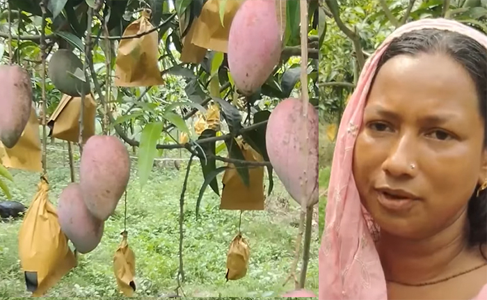 বিদেশি জাতের আম চাষে সফল রুমা