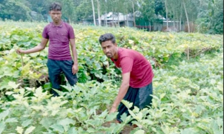 সবজির বাম্পার ফলন সিরাজগঞ্জে