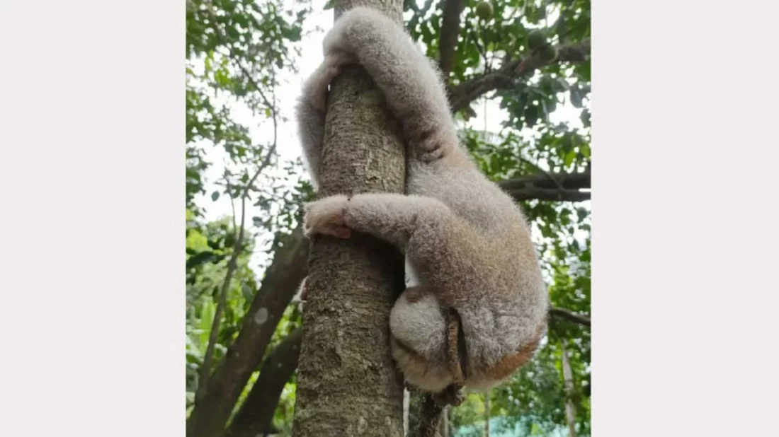 খাদ্যের সন্ধানে লোকালয়ে লজ্জাবতী বানর