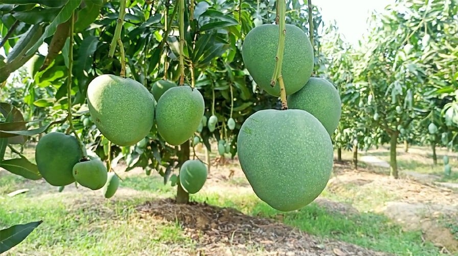 নওগাঁয় আমের উৎপাদন বেশি, রপ্তানি কম