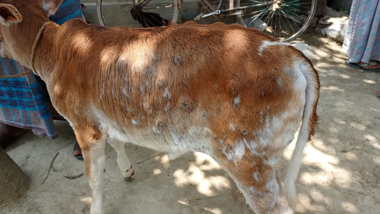 ঠাকুরগাঁওয়ে এলএসডি রোগে ৭২টি গরুর মৃত্যু