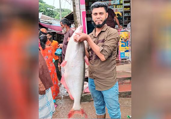 বড়শিতে ধরা পড়ল ১১ কেজির পাঙাশ মাছ, ৯ হাজারে বিক্রি