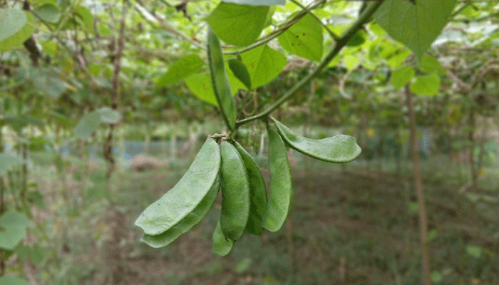 গারো পাহাড়ে নতুন উদ্ভাবিত আগাম শিম চাষে কৃষক খুশি