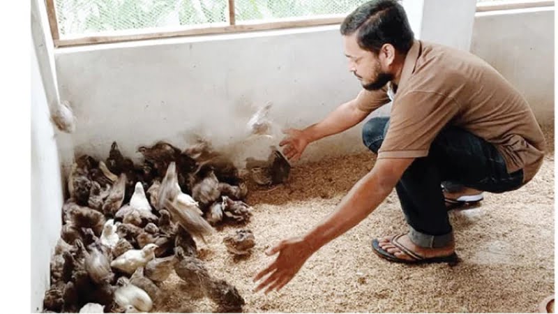 শখ করে পুষতেন, এখন এই কোয়েলই তার জীবিকার উপায় 