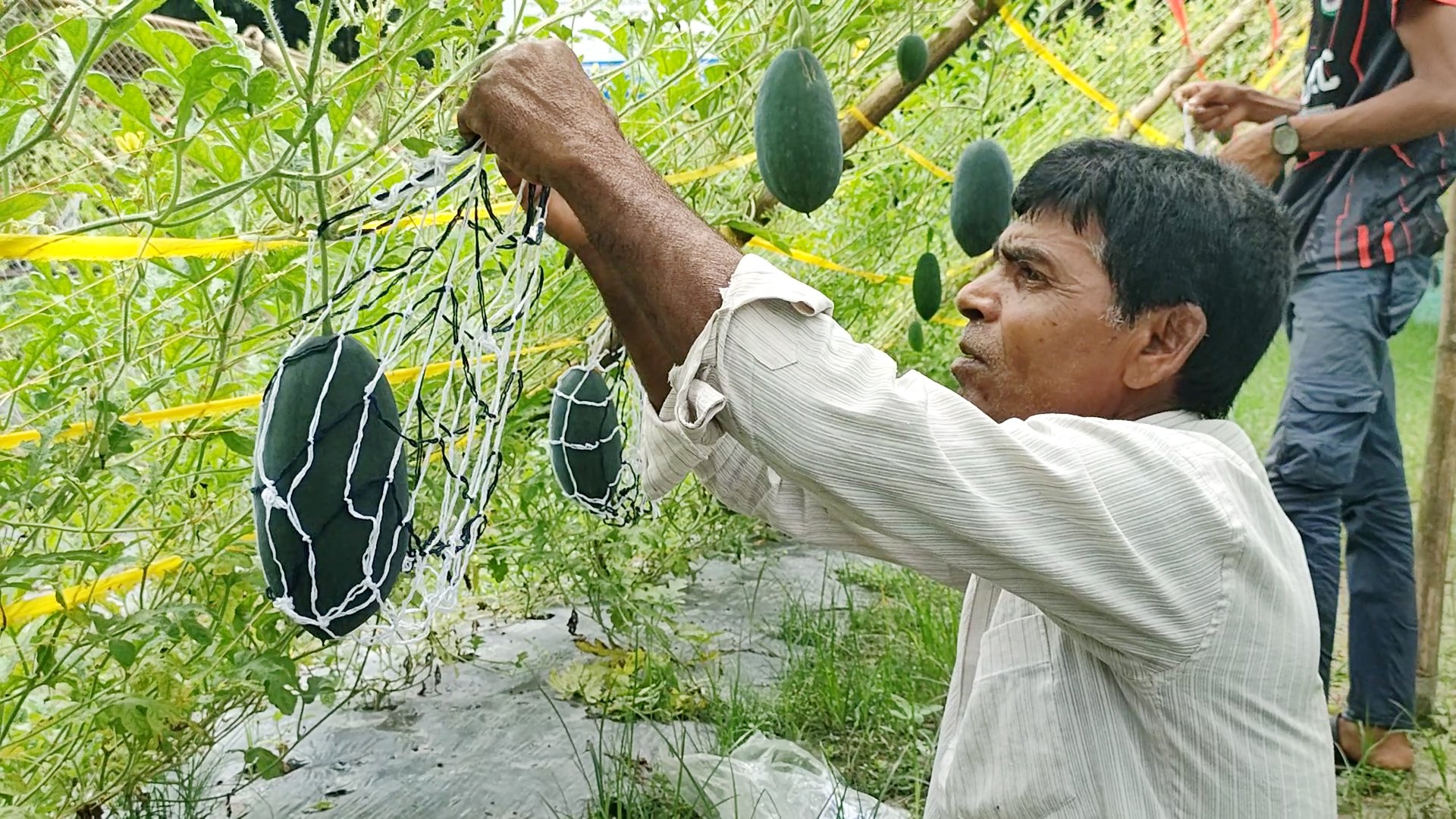 নওগাঁয় মার্সেলো তরমুজ চাষে সফল চাষিরা