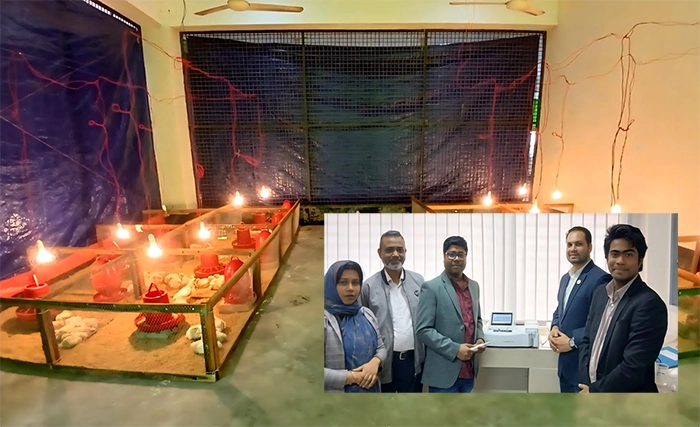 গাবা সমৃদ্ধ খাদ্যে কমবে ব্রয়লারের তাপজনিত মৃত্যুর ঝুঁকি