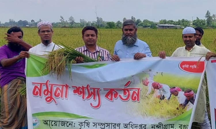 বগুড়ায় আউশ ধানের নমুনা শস্য কর্তন উদ্বোধন 