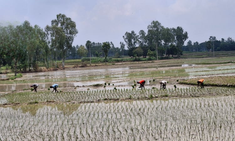 বগুড়ায় আমনের চারা রোপণে ব্যস্ত কৃষকেরা 