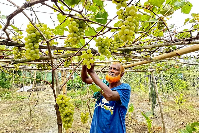 সাহারাতের শখের গাছে থোকায় থোকায় আঙুর