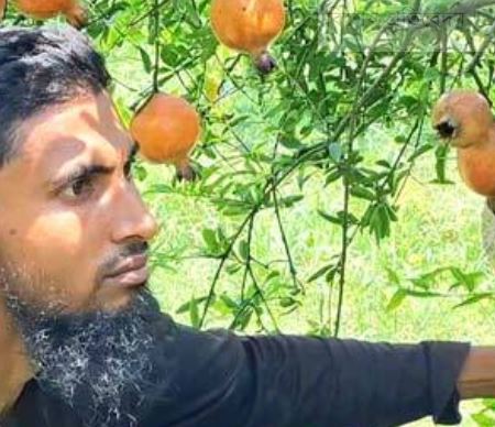 আনার চাষে সফল আবদুল্লাহ