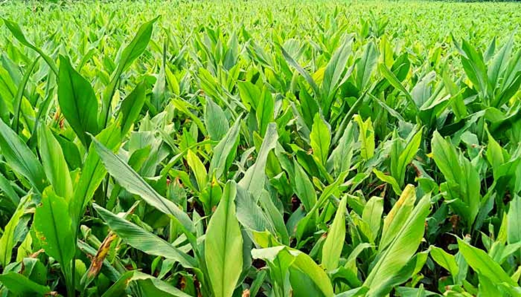 মধুপুরে ৫৮ কোটি টাকার হলুদ বিক্রির সম্ভাবনা দেখছেন চাষিরা