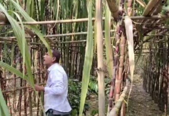 ফিলিপাইনের আখ চাষে সফল কালীগঞ্জের মাসুদ