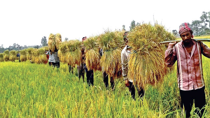 হরি ধান ও কৃষির রূপান্তর