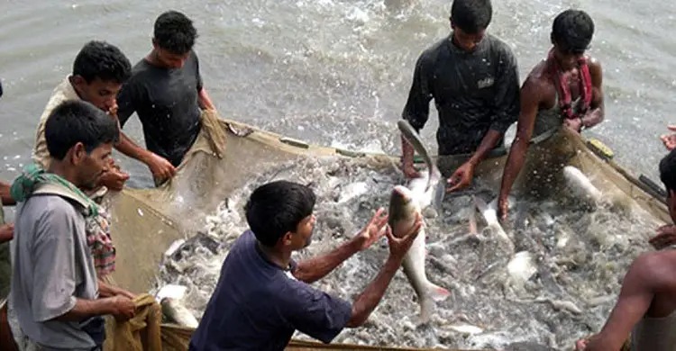 নিরাপদ মাছ উৎপাদন নিশ্চিতে জাতীয় মৎস্য নীতির খসড়া