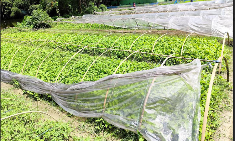 গোমতী নদীর  চরে  বিভিন্ন ধরণের সবজি চাষ