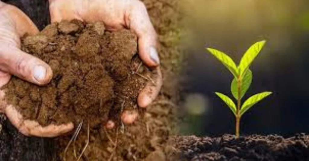 কৃষিতে প্রাকৃতিক সার কেন ব্যবহার করবেন? 