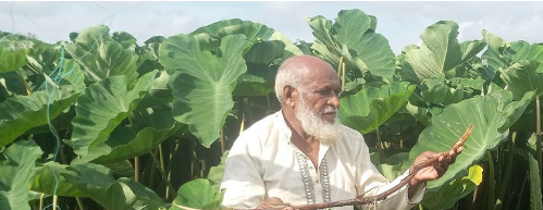 কচু চাষে ভাগ্য বদলের চেষ্টায় লক্ষ্মীপুরের সিরাজুল ইসলাম