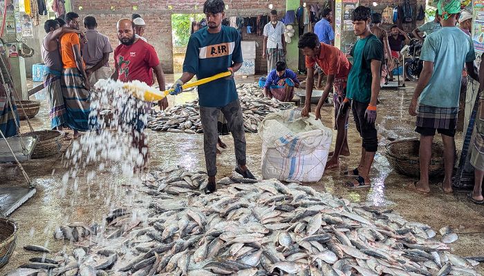 ইলিশ রক্ষায় আজ থেকে জাটকা শিকারে নিষেধাজ্ঞা কার্যকর