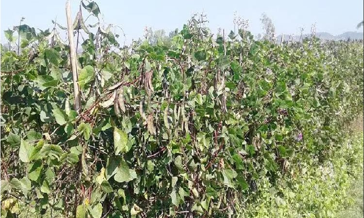 ‘রূপবান শিম’ চাষে কৃষকদের চারগুণ লাভ